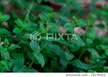 草莓薄荷草 78276650