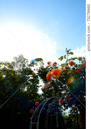 Roses in full bloom 78276660