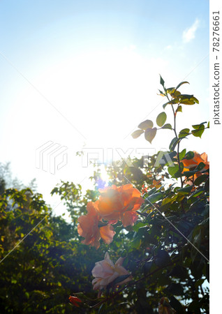 Roses in full bloom Roses in full bloom 78276661