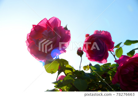 盛開的玫瑰 盛開的玫瑰 78276663