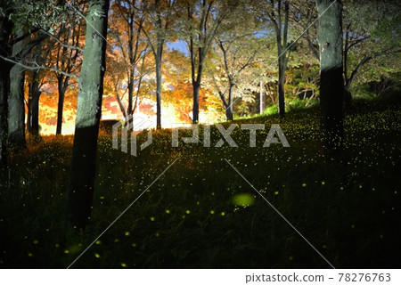 Illuminated and shining trees, shining hotaria parvula 78276763