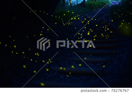 Quiet stairs, hotaria parvula 78276767