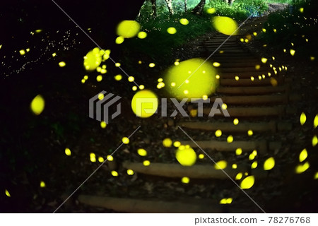 Hotaria parvula dancing to illuminate the stairs 78276768