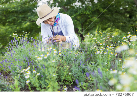 Woman pinching lavender Woman pinching lavender 78276907