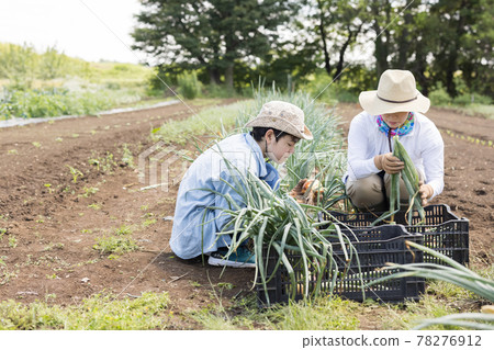 Parents and children working in the fields 78276912