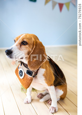 A beagle dog sitting in a children's room with a camera-shaped pochette around his neck A beagle dog sitting in a children's room with a camera-shaped pochette around his neck 78276928
