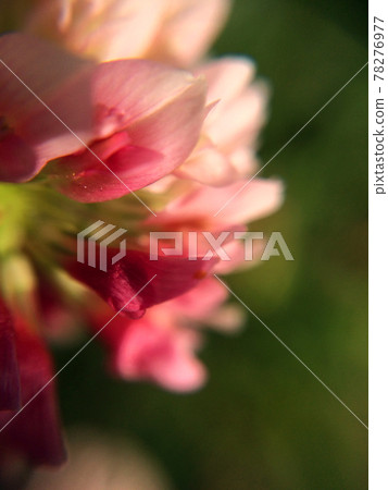 Clover flower close-up. Blurred macro photo of blooming flower petals Clover flower close-up. Blurred macro photo of blooming flower petals 78276977