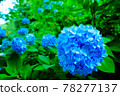 《Kanagawa Prefecture》 Kita Kamakura / Meigetsuin Hydrangea 78277137