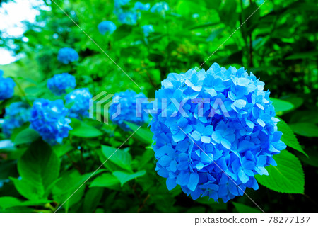 《Kanagawa Prefecture》 Kita Kamakura / Meigetsuin Hydrangea 78277137