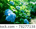 《Kanagawa Prefecture》 Kita Kamakura / Meigetsuin Hydrangea 78277138