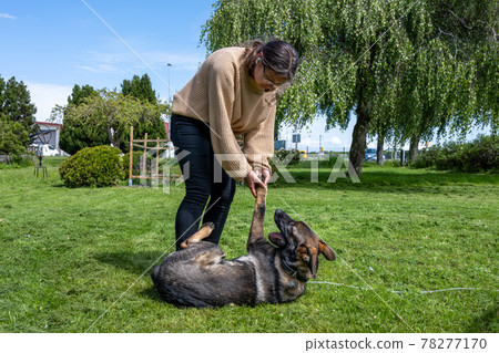 A teenage girl is playing with a happy six months old German Shepherd puppy. Green grass and a blue sky in the background A teenage girl is playing with a happy six months old German Shepherd puppy. Green grass and a blue sky in the background 78277170