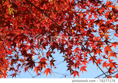 Autumn scenery in Japan Maple vivid autumn leaves Beautiful Japanese style Red pretty Japanese garden Autumn scenery in Japan Maple vivid autumn leaves Beautiful Japanese style Red pretty Japanese garden 78277178