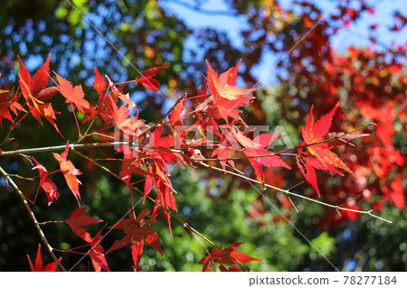 Autumn scenery in Japan Maple bright autumn leaves Beautiful Japanese style Red Pretty Japanese style Autumn Autumn scenery in Japan Maple bright autumn leaves Beautiful Japanese style Red Pretty Japanese style Autumn 78277184