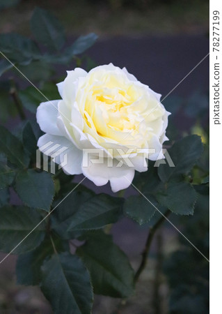 白玫瑰 玫瑰玫瑰園 美麗，美麗，漂亮，沉穩的白色 78277199