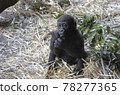 Child of the gorilla Child of the gorilla 78277365