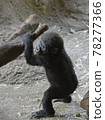 Child of the gorilla Child of the gorilla 78277366
