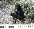 Child of the gorilla Child of the gorilla 78277367