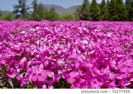 苔蘚福祿考遍地開花 78277489
