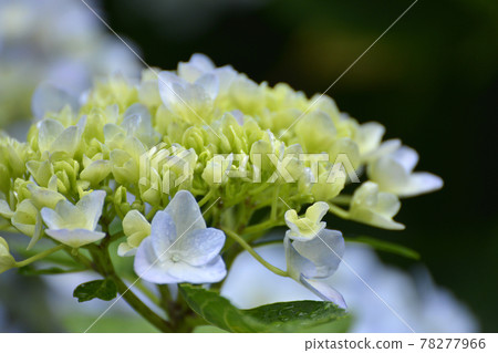 ≪Kyoto Fukuchiyama Tanshu Kannonji Hydrangea≫ Early summer rainy season image 78277966