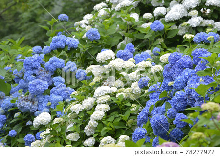 ≪Kyoto Fukuchiyama Tanshu Kannonji Hydrangea≫ Early summer rainy season image 78277972