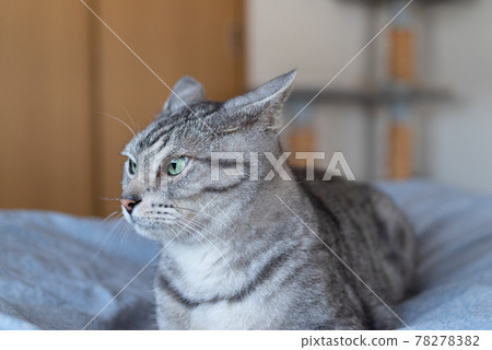 Squid-eared cat Sabatra cat Squid-eared cat Sabatra cat 78278382