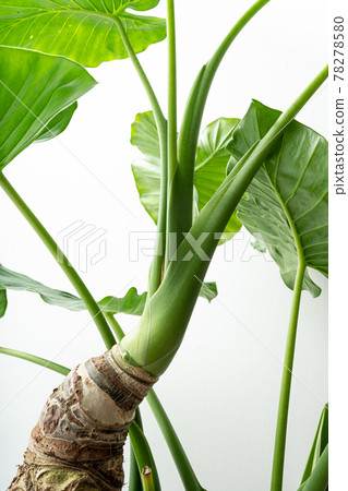 Alocasia odora, a foliage plant that you can easily enjoy 78278580
