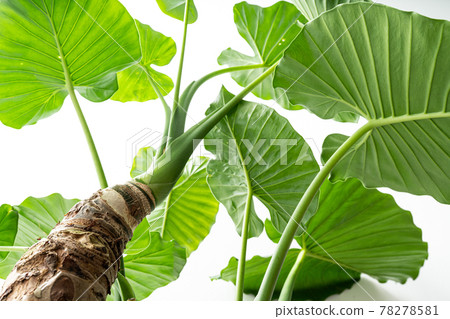 Alocasia odora, a foliage plant that you can easily enjoy 78278581