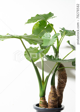 Alocasia odora, a foliage plant that you can easily enjoy 78278582