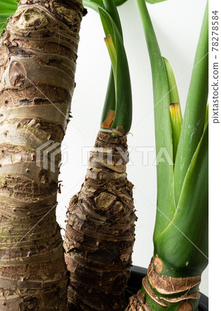 Alocasia odora, a foliage plant that you can easily enjoy 78278584