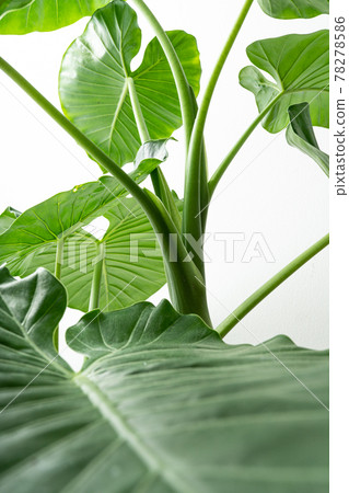 Alocasia odora, a foliage plant that you can easily enjoy 78278586