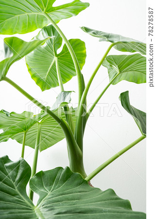 Alocasia odora, a foliage plant that you can easily enjoy 78278587