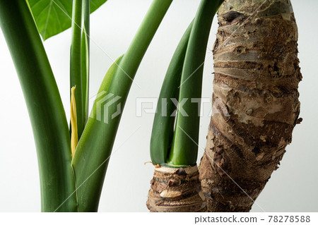 Alocasia odora, a foliage plant that you can easily enjoy 78278588
