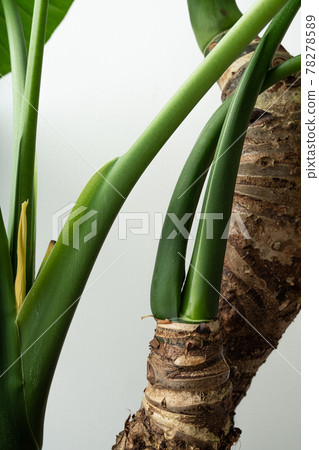 Alocasia odora, a foliage plant that you can easily enjoy 78278589