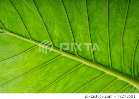 Alocasia odora, a foliage plant that you can easily enjoy 78278591
