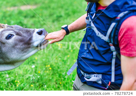 The hand of a man during a trek in the mouth of a cow The hand of a man during a trek in the mouth of a cow 78278724