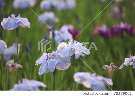 Omuta City Amagi Iris, Omuta City Amagi Iris, 78279001