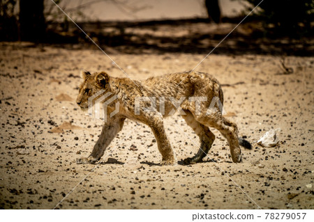 A hungry lion cub in the desert of Kalahari A hungry lion cub in the desert of Kalahari 78279057