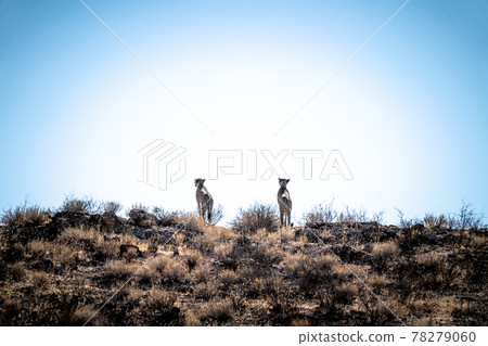 Cheetahs in the hot desert of kalahari 78279060