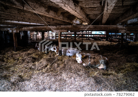 Cows on a local farm in Germany Cows on a local farm in Germany 78279062
