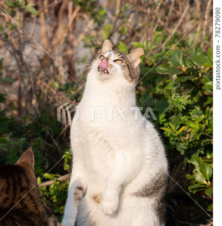 關心頂部的貓 78279090