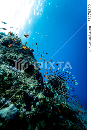 A lionfish in the red sea near sharm el sheikh. 78279209