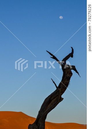 Dead tree in the desert of namibia 78279226