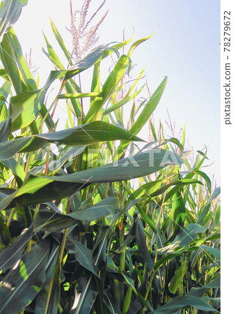 玉米田 玉米田 78279672