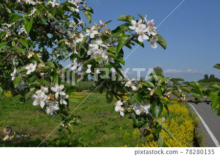 Apple flowers blooming in an apple garden on the outskirts of Hirosaki City Apple flowers blooming in an apple garden on the outskirts of Hirosaki City 78280135