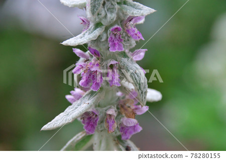 Rumsuier's flower 78280155