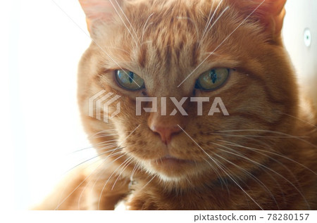 Close up of the face of a domestic cat staring at something 78280157