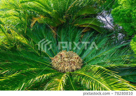 Cycado flowers 78280810
