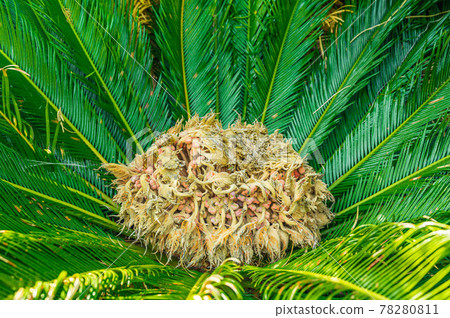 Cycado flowers Cycado flowers 78280811