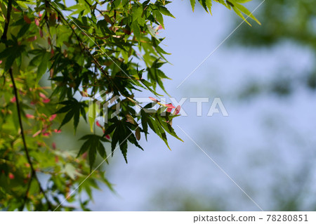 Maple fruit colored red (plural) (from a distance) Maple fruit colored red (plural) (from a distance) 78280851