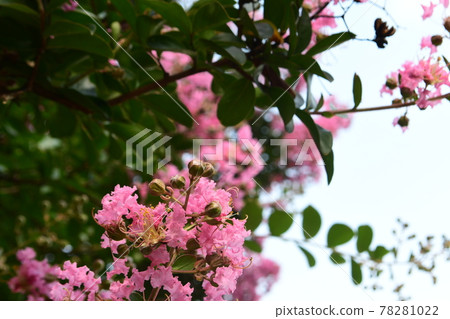 紫薇花 紫薇花 78281022
